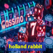 holland rabbit