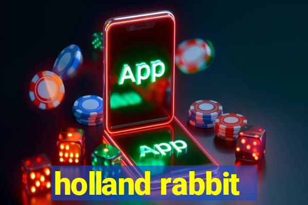 holland rabbit