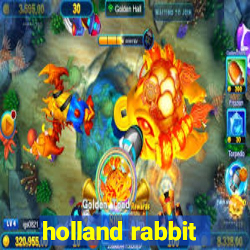 holland rabbit