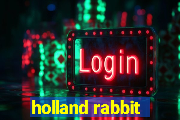 holland rabbit