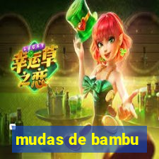 mudas de bambu