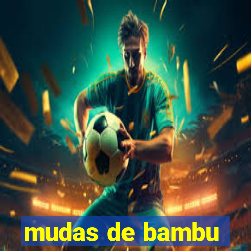 mudas de bambu