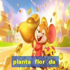 planta flor da fortuna como cuidar