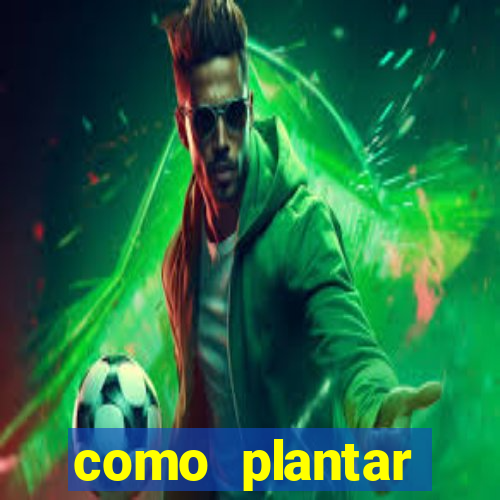 como plantar gergelim no vaso