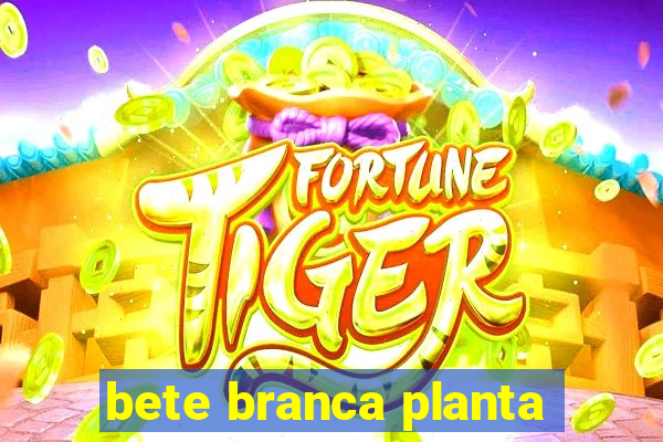 bete branca planta