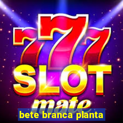 bete branca planta