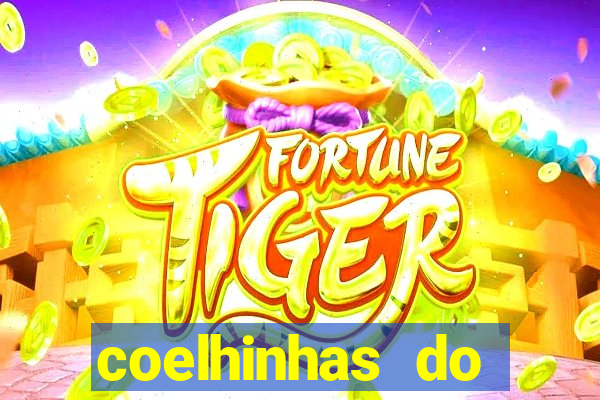 coelhinhas do brasil recife