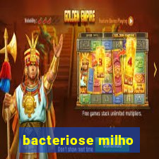 bacteriose milho