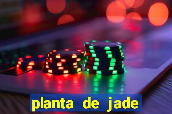 planta de jade significado espiritual