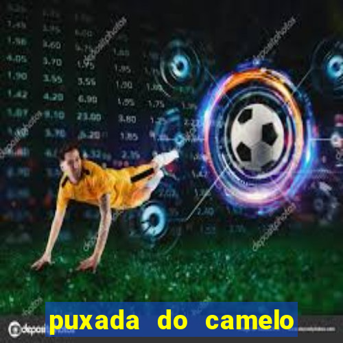 puxada do camelo jogo do bicho